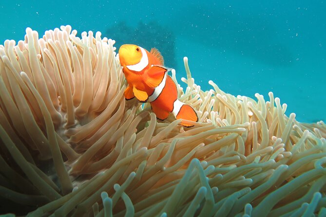 1 Day Great Barrier Reef Cruise and 10 Minute Helicopter Flight - From Cairns to the Outer Reef