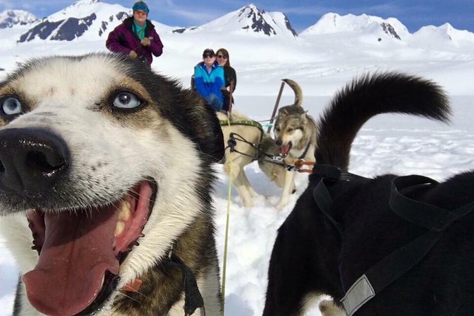 Alaska Helicopter and Glacier Dogsled Tour - ANCHORAGE AREA - Key points to know before you book