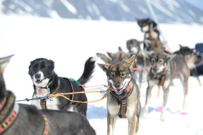 Alaska Helicopter and Glacier Dogsled Tour - ANCHORAGE AREA - Booking, cancellation, and small practical details
