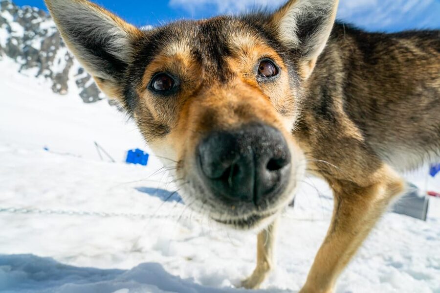 Anchorage Area: Helicopter and Glacier Dogsled Tour - One hour behind an Iditarod dog team