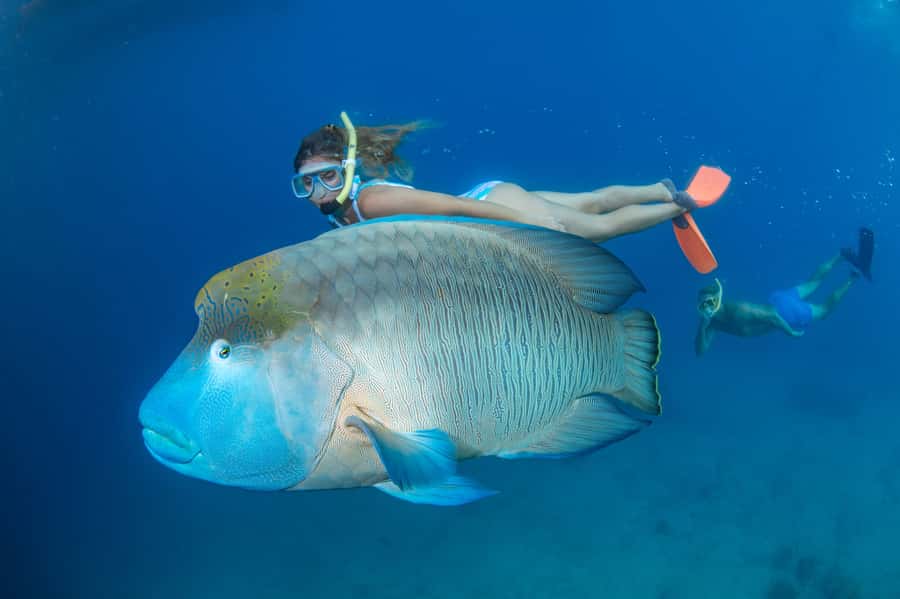 Cairns: Great Barrier Reef Cruise & 10 Minute Helicopter - Three hours on a spacious reef platform