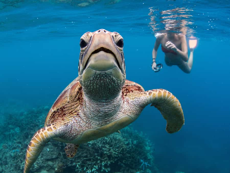 Cairns: Great Barrier Reef Pontoon, Travel by Helicopter - Plan for a tightly timed check-in