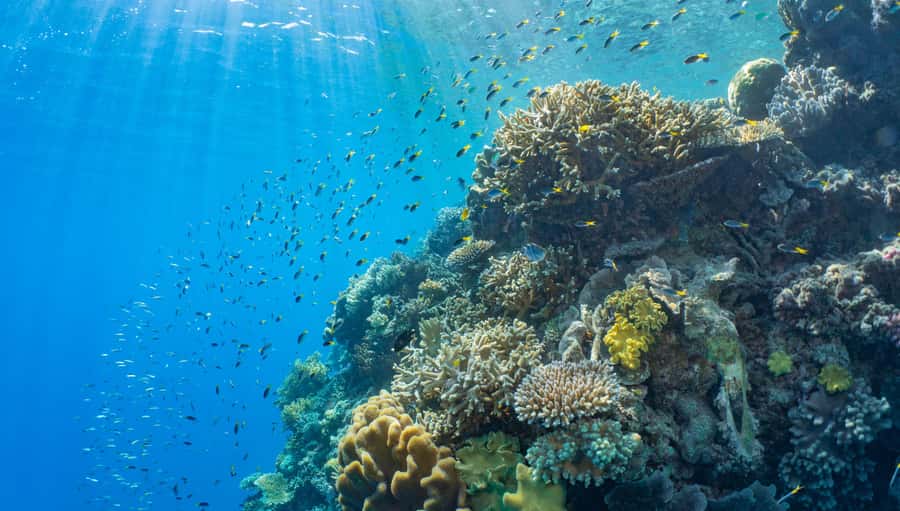 Cairns: Half Day Helicopter & Snorkeling Tour - Is $346 good value?