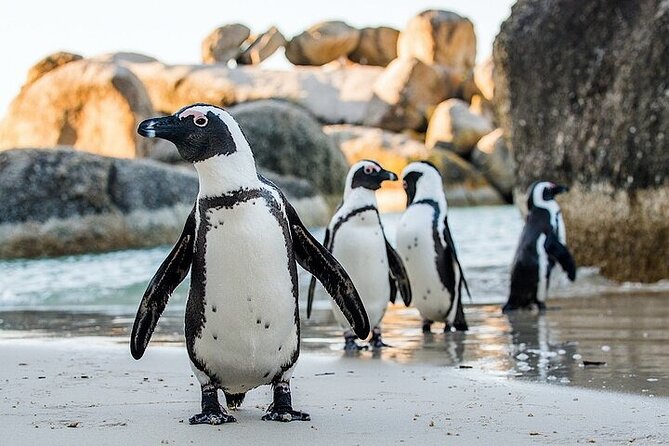 Cape Town Atlantic Helicopter Private Tour including Penguins Cape Point & Lunch - A full Cape Town day with one important flight detail