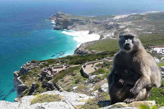 Cape Town Atlantic Helicopter Private Tour including Penguins Cape Point & Lunch - Three courses at Harbour House in Kalk Bay