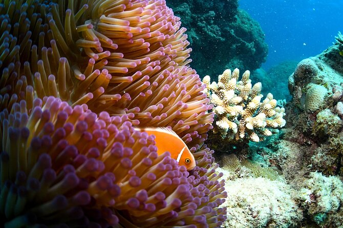 Full Day Reef Cruise and 10 Minute Helicopter Scenic Flight - Saxon or Norman Reef: your first three hours