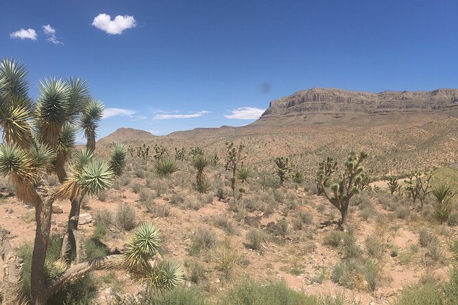 Grand Canyon Western Ranch Overnight Stay by Helicopter & Ground - The return through Joshua tree country