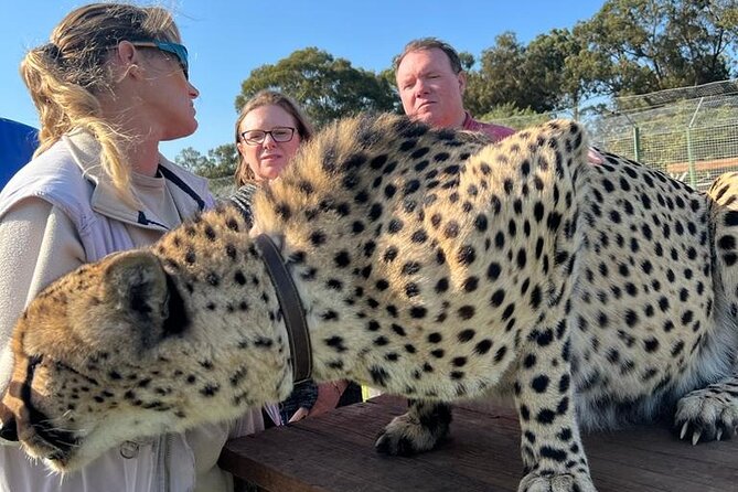 Helicopter, Boat Cruise, Big 5 Safari and Winelands Scenic Experience in 4 Days. - Day 3: Aquila Reserve and the Big Five