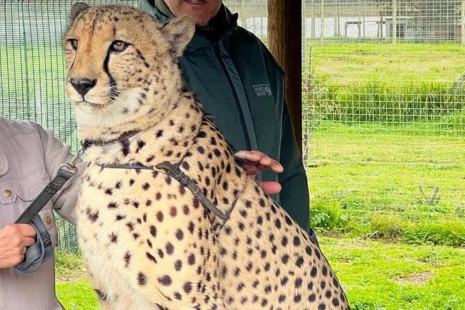 Helicopter, Boat Cruise, Big 5 Safari and Winelands Scenic Experience in 4 Days. - Who will enjoy this tour most