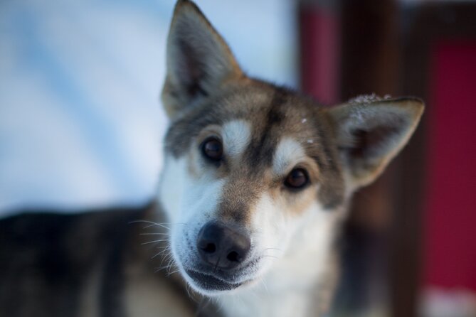 Helicopter Glacier Dogsled + Knik Glacier Landing- Anchorage Area - Key points before you book