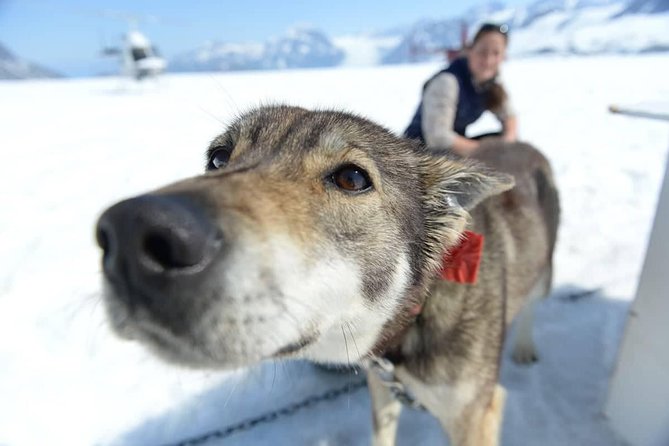 Helicopter Glacier Dogsled + Knik Glacier Landing- Anchorage Area - How weather can change the plan