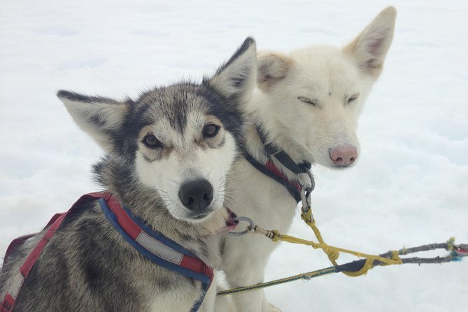 Helicopter To a Dogsledding Experience - Flying from Juneau to a glacier camp