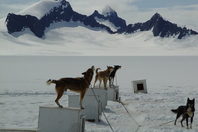 Helicopter To a Dogsledding Experience - Clothing, cameras, and small practical details