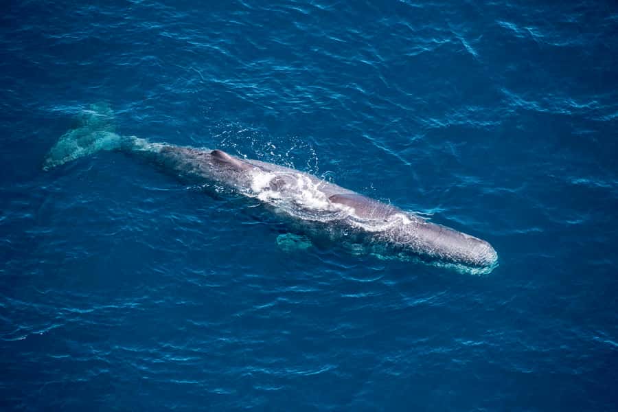 Kaikoura: 1-Hour Whale Watching Helicopter Tour - Key points to know before booking