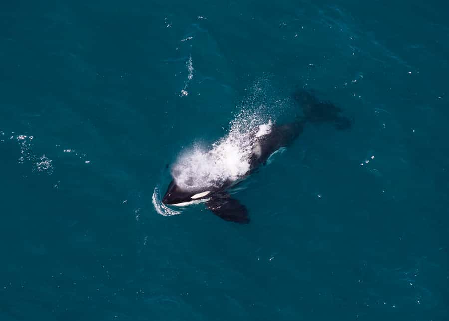 Kaikoura: 1-Hour Whale Watching Helicopter Tour - Landing near Mt Fyffe at about 1,600 metres