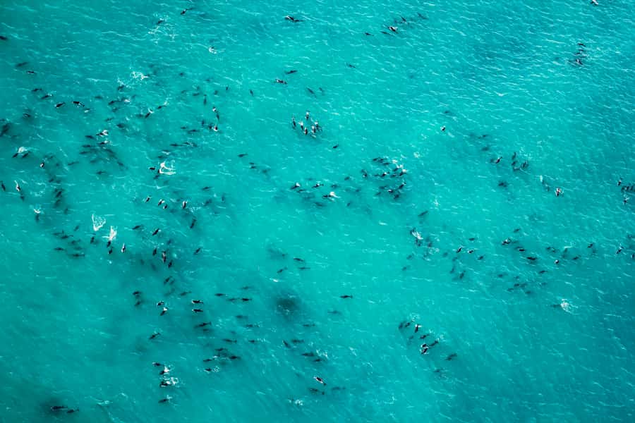 Kaikoura: 1-Hour Whale Watching Helicopter Tour - Weather, comfort, and practical limits
