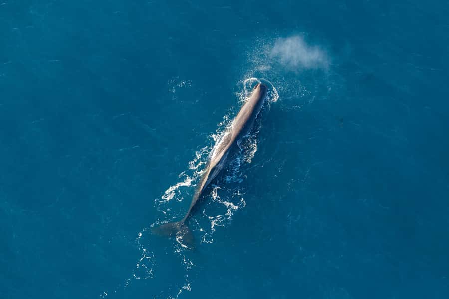 Kaikoura: 1-Hour Whale Watching Helicopter Tour - Starting at Kaikōura Airport