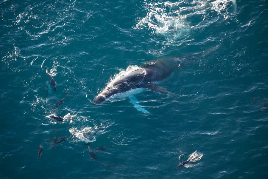 Kaikōura: 45-Minute Whale Watching Helicopter Tour - Key points to know before takeoff