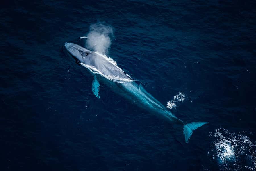 Kaikōura: 45-Minute Whale Watching Helicopter Tour - Is $493 good value for 45 minutes?