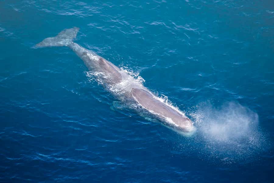 Kaikōura: 45-Minute Whale Watching Helicopter Tour - What the strongest feedback points to