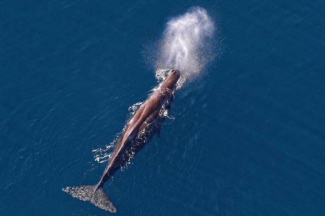 Kaikoura Helicopters Classic Whale Watch - Key details before you book