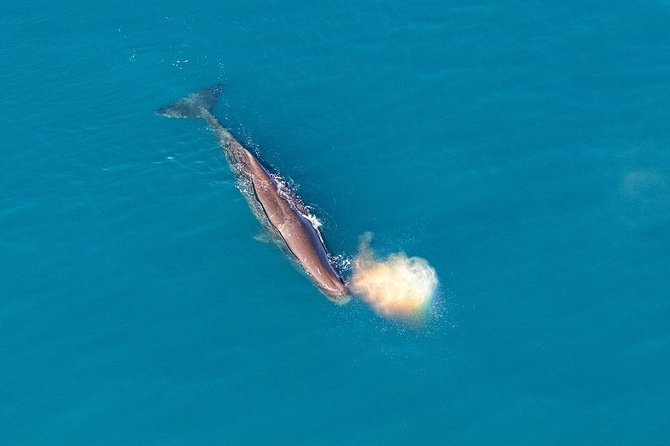 Kaikoura Helicopters Classic Whale Watch - Humpbacks, dolphins, or fur seals