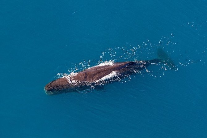Kaikoura Helicopters Classic Whale Watch - What the 30-minute route gives you