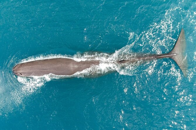 Kaikoura Helicopters Classic Whale Watch - Is $223.41 good value?