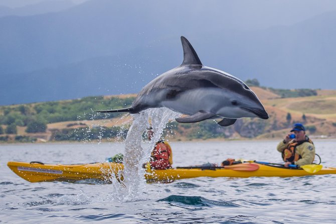 Kaikoura Helicopters Classic Whale Watch - Weather, cancellations, and practical planning