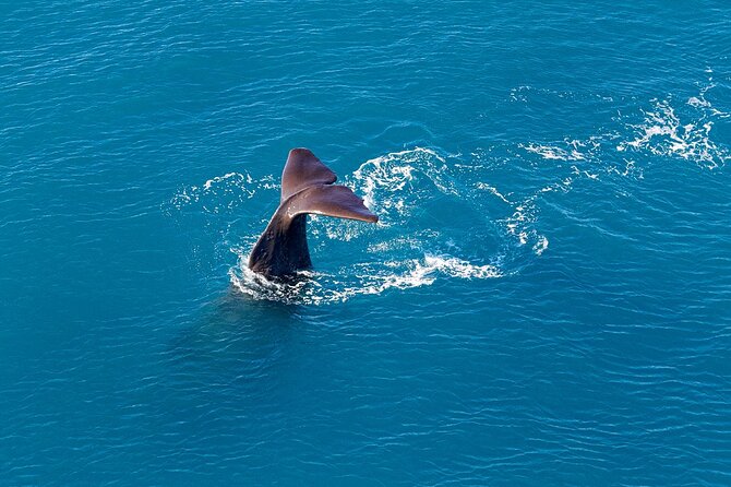 Kaikoura Helicopters Extended Whale Watch - Key points to know before booking