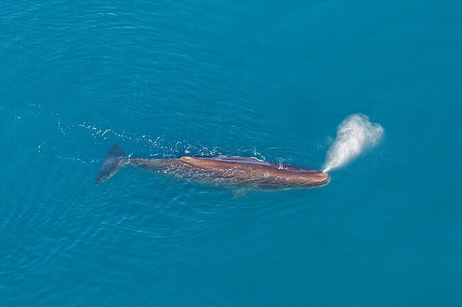 Kaikoura Helicopters Extended Whale Watch - Why a helicopter changes the Kaikōura whale watch