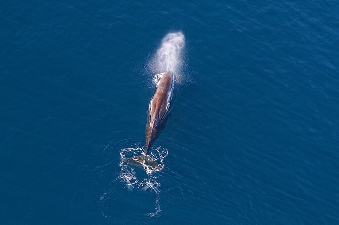 Kaikoura Helicopters Extended Whale Watch - Searching for sperm whales offshore