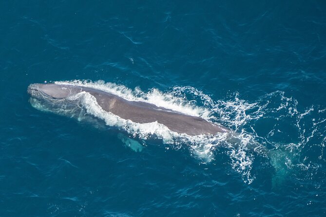 Kaikoura Helicopters Extended Whale Watch - From 16 West End to the open water