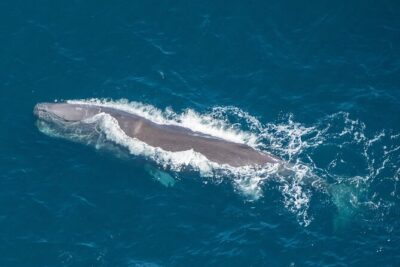 Kaikoura Helicopters Top n Tail Whale Watch flight