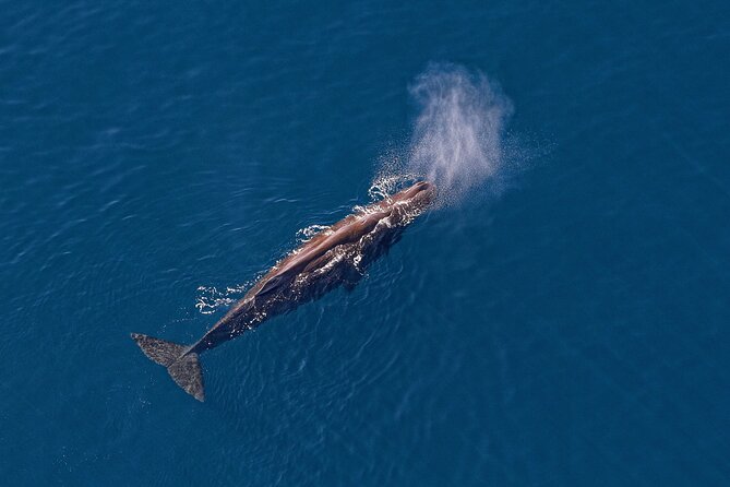 Kaikoura Helicopters Top n Tail Whale Watch flight - Is $415.78 a fair price?