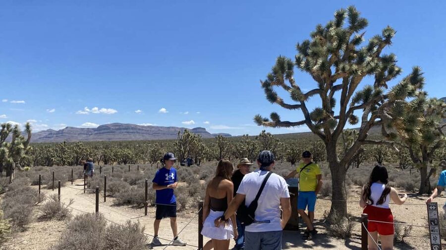 Las Vegas: Grand Canyon Helicopter & Ranch Adventure by Bus - The Joshua Tree Forest photo stop