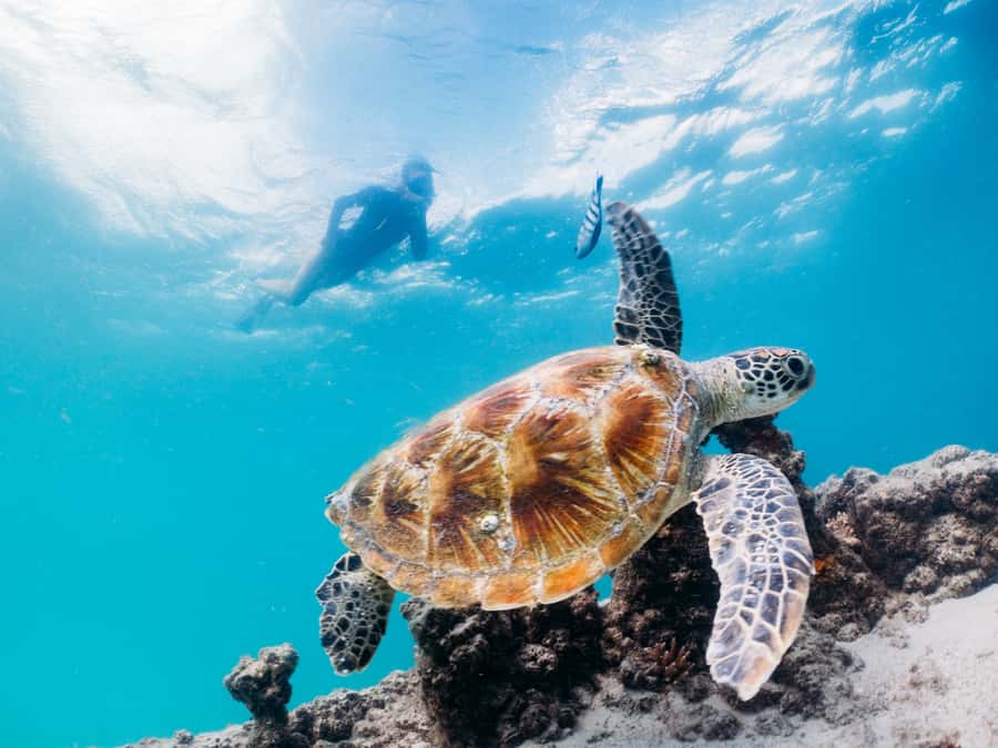 Moreton Island: Tangalooma Snorkel Tour with Helicopter Tour - Key points to know before booking