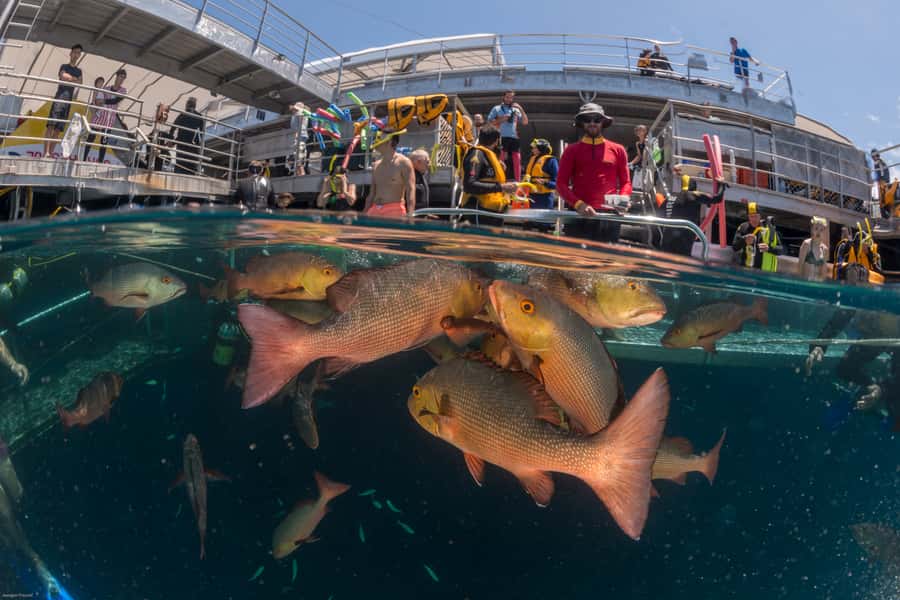 Port Douglas: Outer Barrier Reef Cruise & 10 Min Helicopter - Who should book this reef cruise?