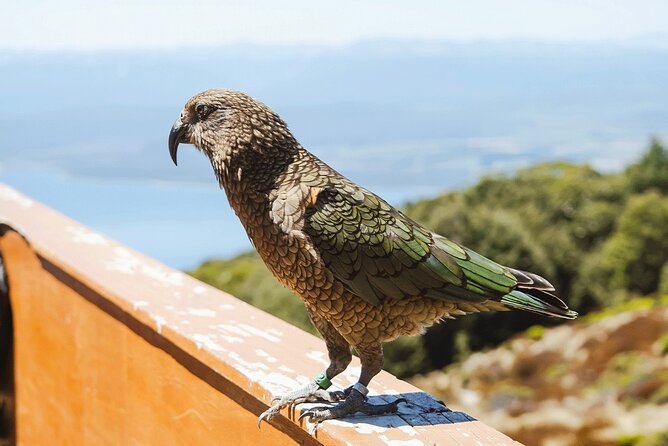 Scenic Helicopter & Kepler Guided Hike from Te Anau with Lunch - Why the small group matters
