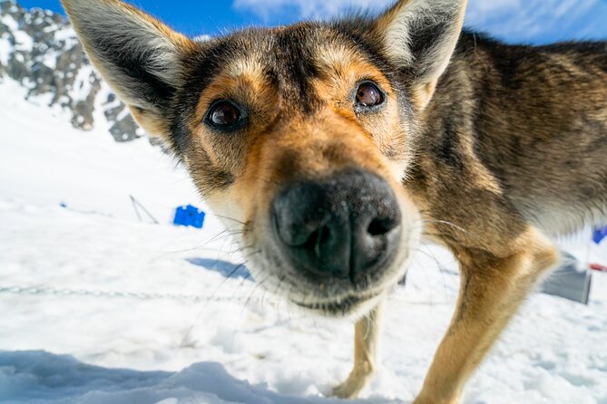 Seward: Helicopter Glacier Dogsled Tour with 2 Landings - Clothing, baggage, and practical rules
